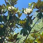 Дом отдыха Kuca Magnolia *