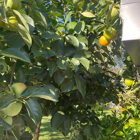 Casa vacanze Kuca Magnolia